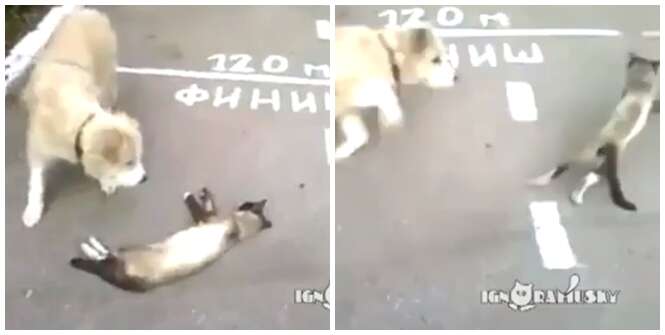 Gatinho se finge de morto para escapar de cachorro e vídeo faz sucesso
