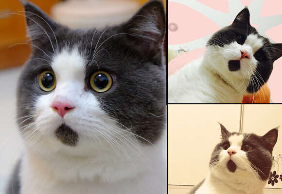 Gato chinês com mancha na boca que o faz parecer estar chocado se torna sucesso web