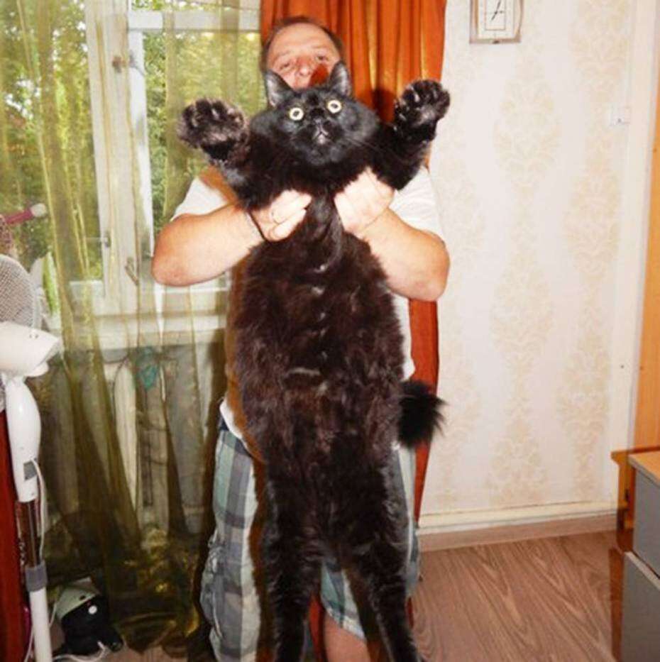 Gato com mais de 10 quilos chama atenção