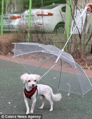 Conheça Guarda-chuvas para cães