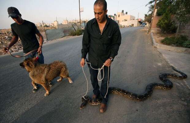 Homem é visto passeando com cobra pela coleira