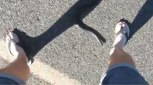 Homem filma momento em que é picada por cobra