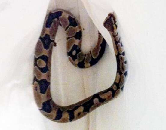 Idosa chama serviço de animais ao encontrar enorme cobra em sua casa e não é atendida