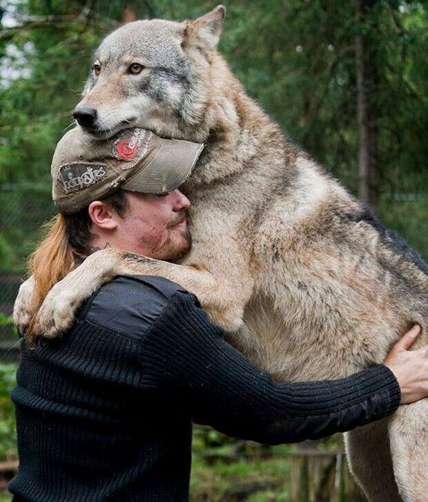 Imagem de abraço carinhoso entre agente florestal e lobo repercute nas redes sociais