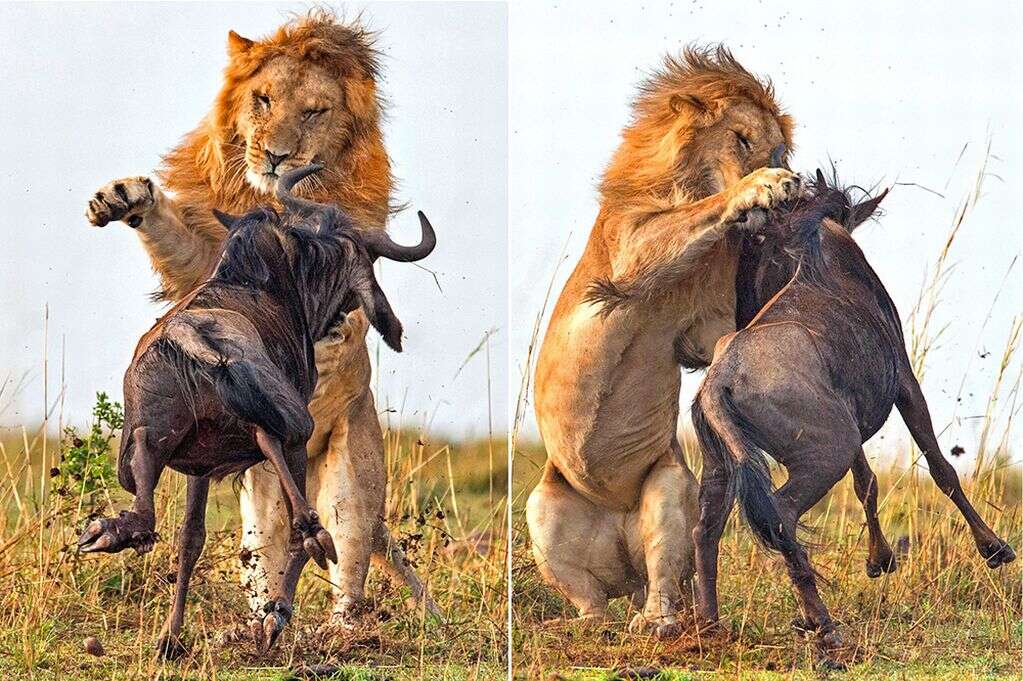 Imagens incríveis mostram leão atacando e matando boi-cavalo