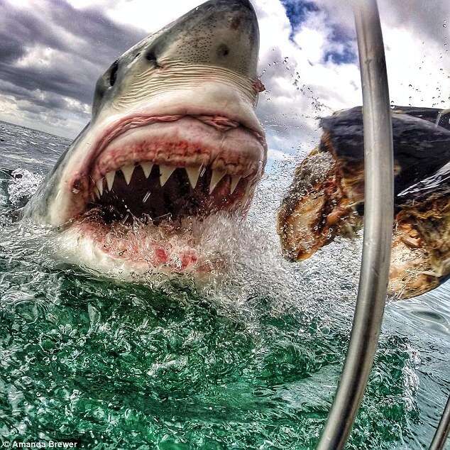 Mulher captura foto assustadora de tubarão a poucos centímetros de ser atacada