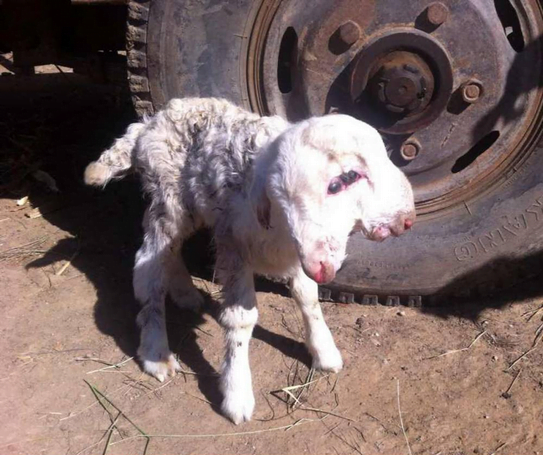 Veja a ovelha nasceu com duas cabeças