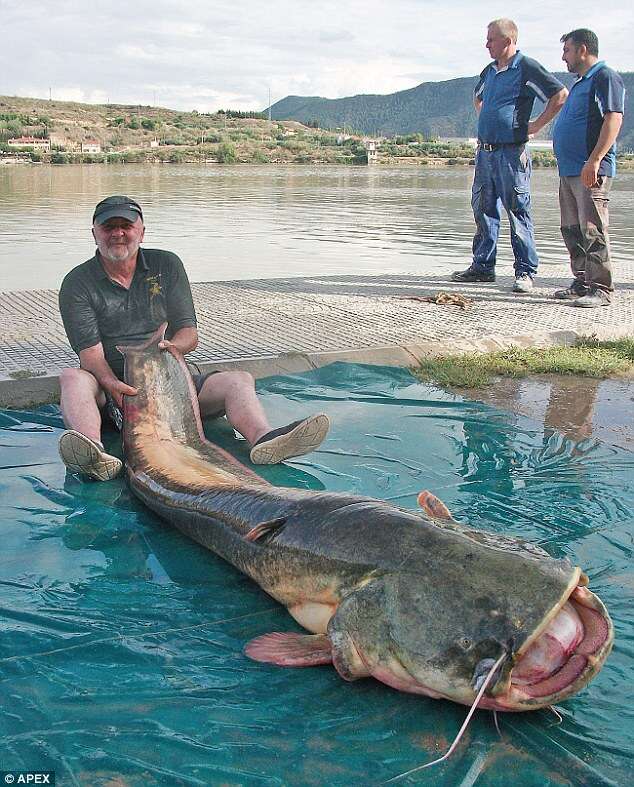 Peixe bagre de mais de 2 metros é fisgado na Espanha