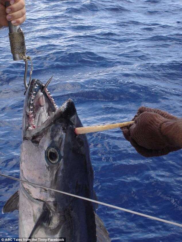 Pescador fisga enorme atum com chifre na cabeça