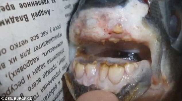 Pescador fisga peixe com dentes humanos
