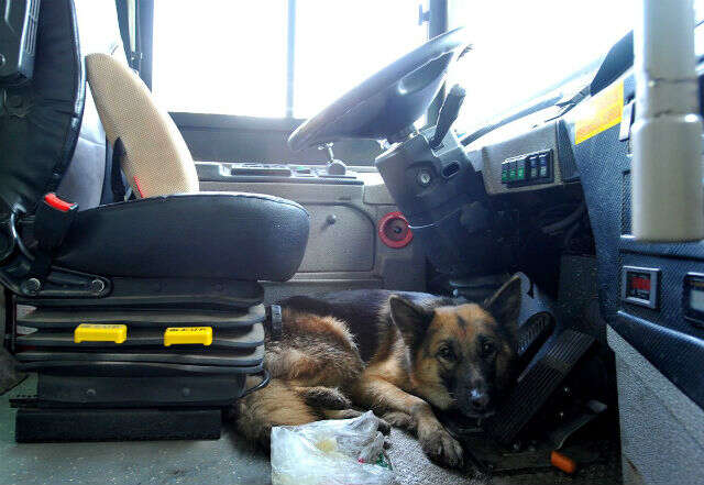 Polícia e bombeiros gastam seis horas para retirarem cão da área de motorista dentro de ônibus