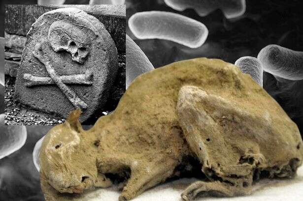 Rato de mais de 600 anos é encontrado intacto