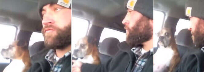 Reação de cão ao levar tapa de seu dono no peito faz sucesso na web