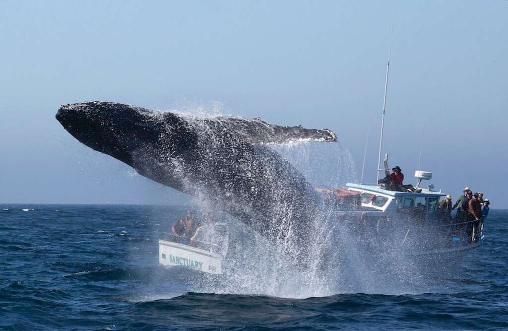 Veja o momento incrível em que enorme baleia salta a poucos metros de barco