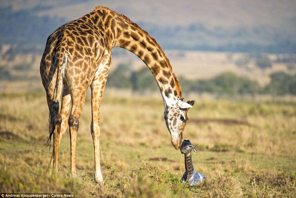 Veja o momento único em que girafa dá à luz em reserva animal