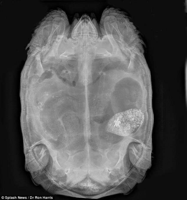 Raio-X e mostra que tartaruga doente engoliu pingente em forma de tartaruga