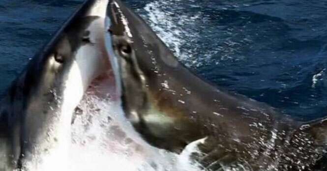 Vídeo mostra tubarões brigando em alto mar