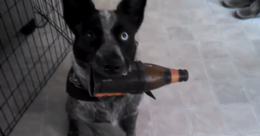 Vídeo de cão abrindo geladeira para buscar cerveja para seu dono faz sucesso na web
