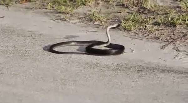 Vídeo de cobra se picando e morrendo envenenada repercute nas web