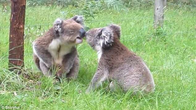 Vídeo de desentendimento entre coalas se torna viral