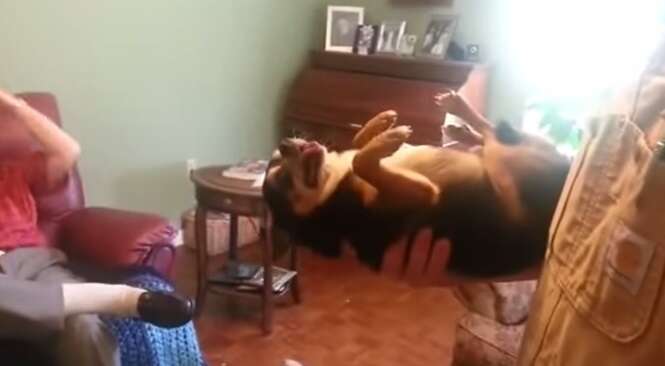 Vídeo faz sucesso ao mostrar cãozinho se fingindo de morto