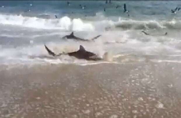 Vídeo mostra dezenas de tubarões nadando até praia