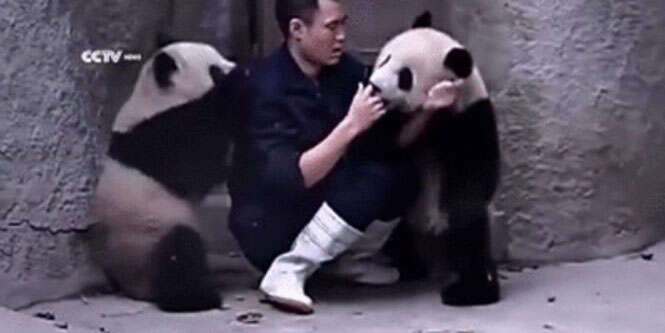 Vídeo de ursos pandas se recusando tomar medicamentos se torna viral na internet