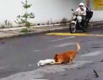 Vídeo emocionante mostra cão tentando reanimar companheiro após animal morrer atropelado