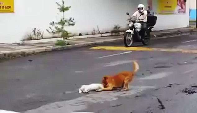 Vídeo emocionante mostra cão tentando reanimar companheiro após morrer