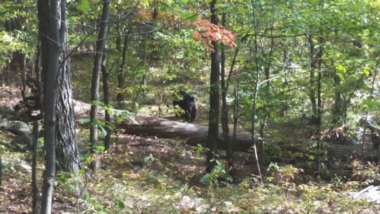 Estudante tira foto de urso que o matou 