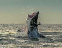 Imagens impressionantes mostram exato momento em que foca escapa de ataque de tubarão ao saltar para fora do mar