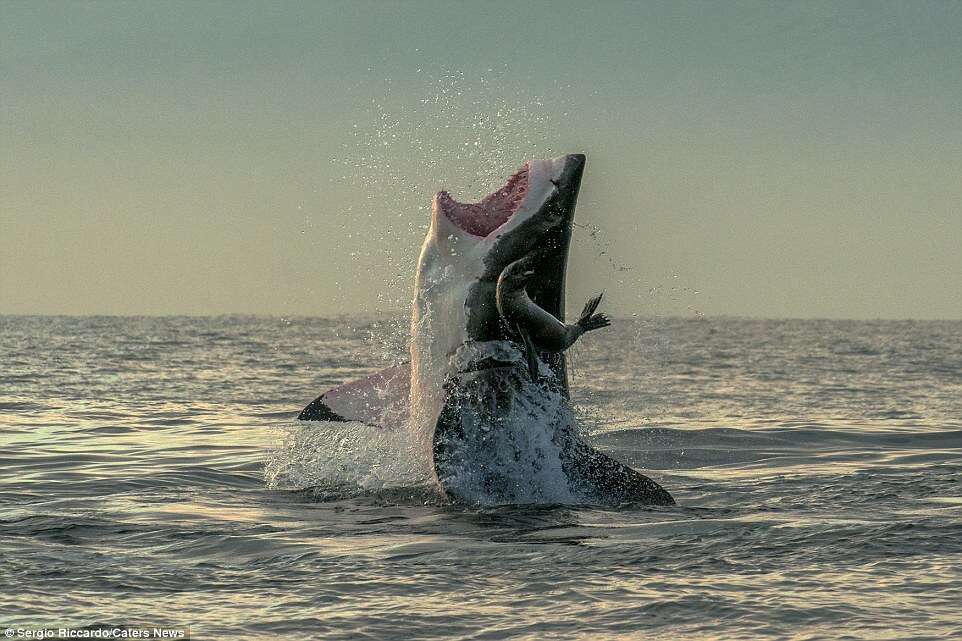 Imagens impressionantes mostram foca escapando de ataque de tubarão