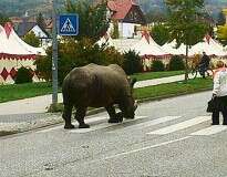 Circo causa polêmica ao levar rinoceronte de 2,5 toneladas para passear em cidade na Alemanha