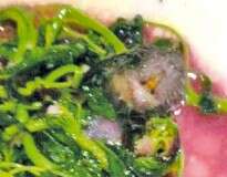Família encontra rato morto em prato de sopa servida em restaurante