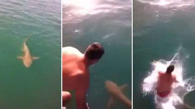 Assista ao momento chocante em que homem arrisca a vida ao saltar em cima de tubarão