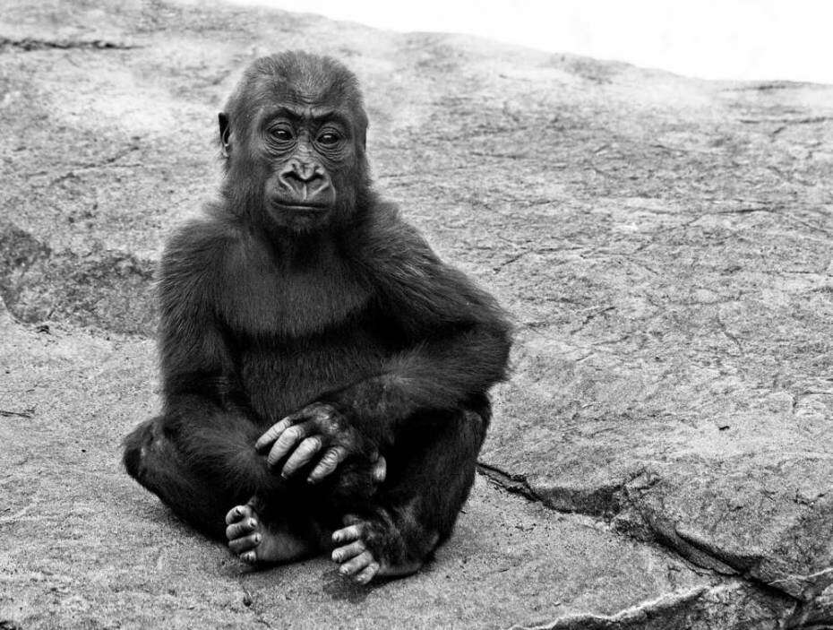 Bebê gorila é esmagado até a morte em trágico acidente em zoológico