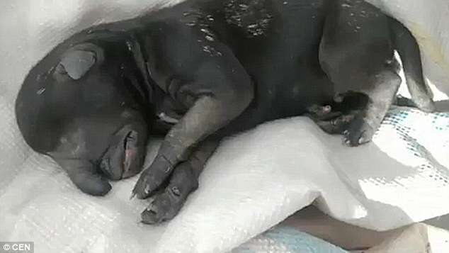 Cachorro nasce com tromba e intrigadas pessoas na Argentina