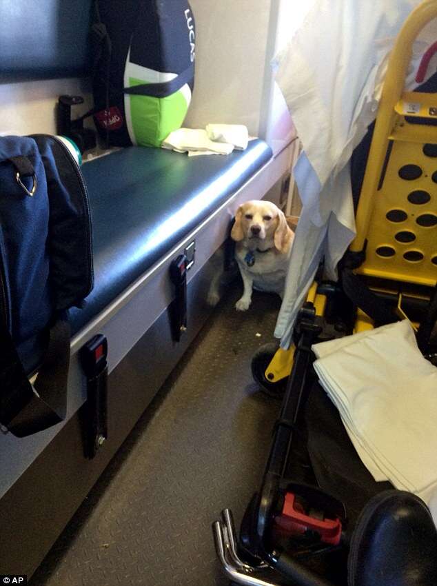 Cão implora para entrar e acompanhar dono em ambulância até hospital 