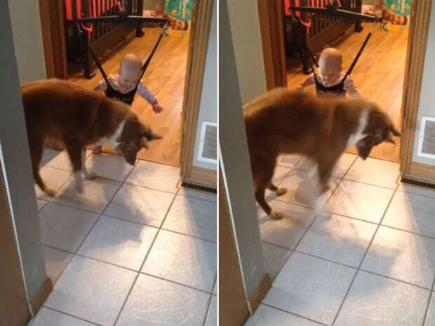 Cãozinho tenta ensinar bebê a pular em cadeira de balanço