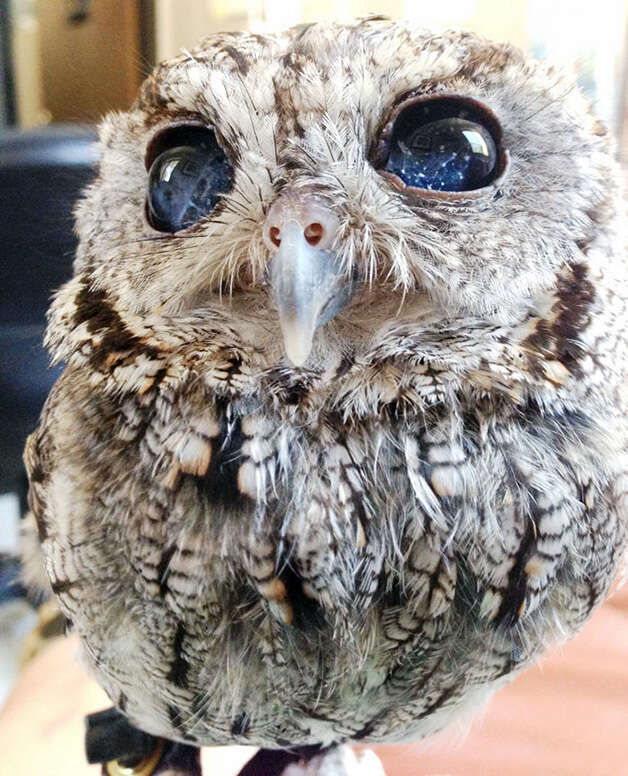 Coruja com estrelas nos olhos faz sucesso na web