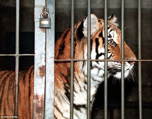 Criança de 8 anos é morta após entrar em jaula de tigre