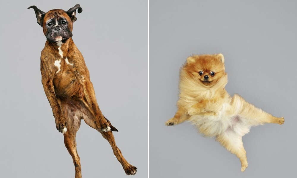 Fotógrafa faz sucesso com imagens de cãezinhos flutuando no ar