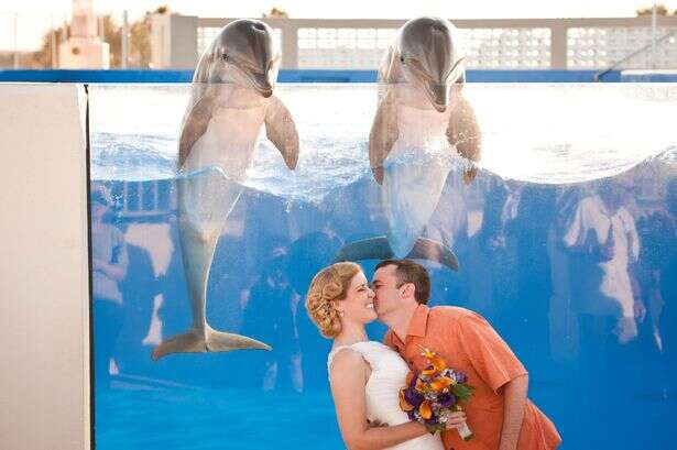 Golfinhos roubam a cena durante casamento