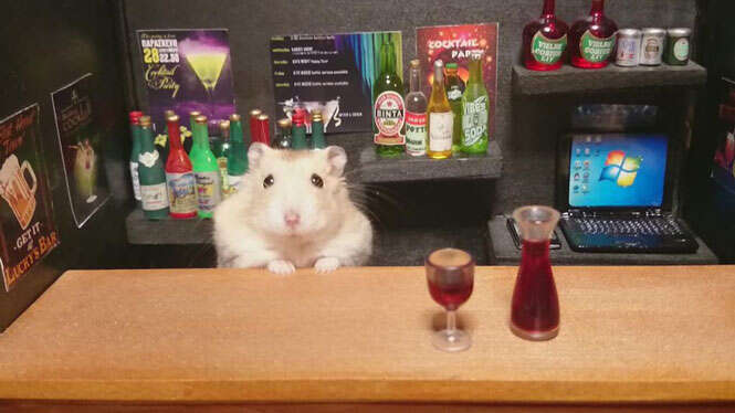 Hamster é fotografado como barman
