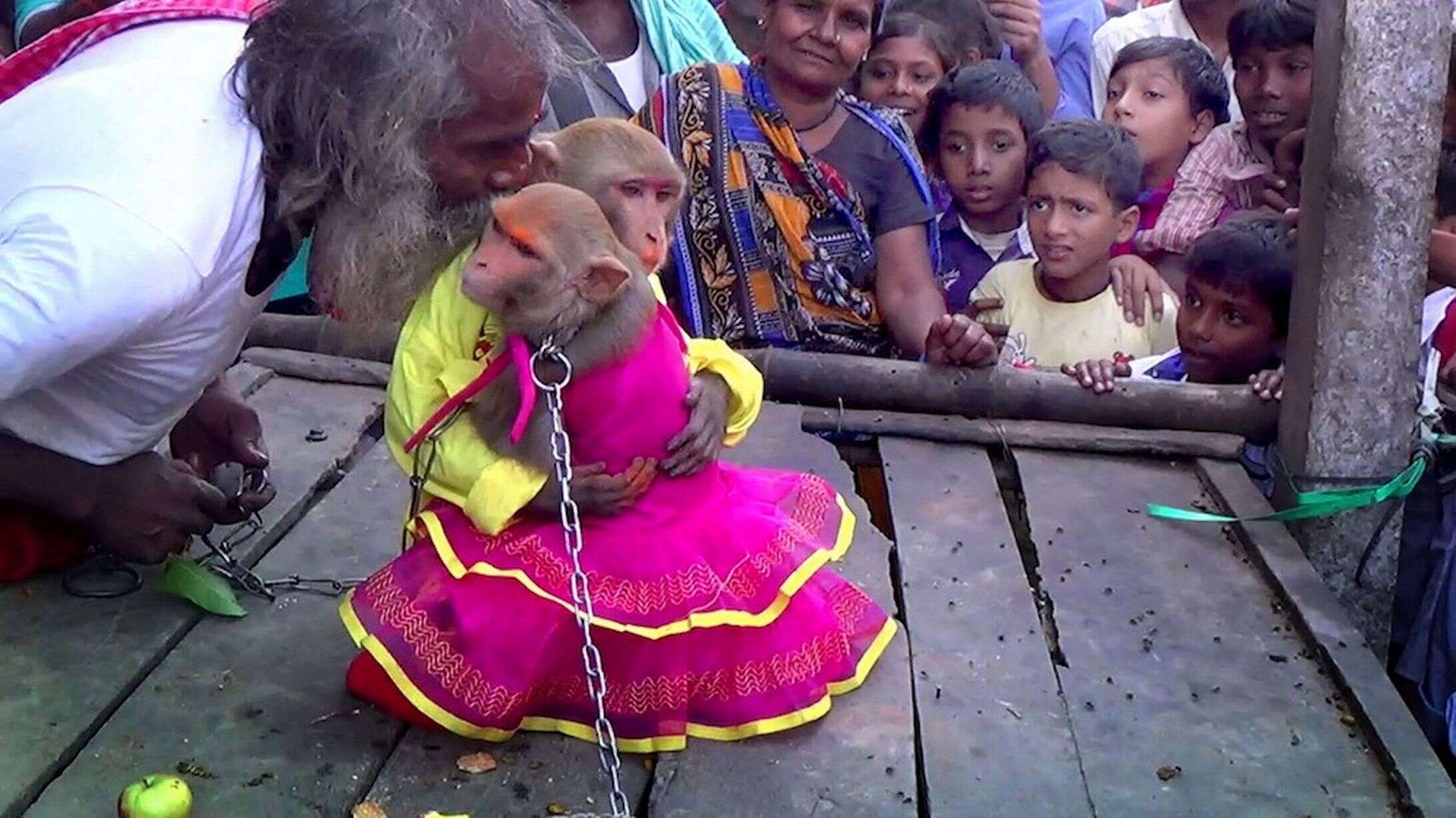 Homem organiza casamento para unir seus macacos