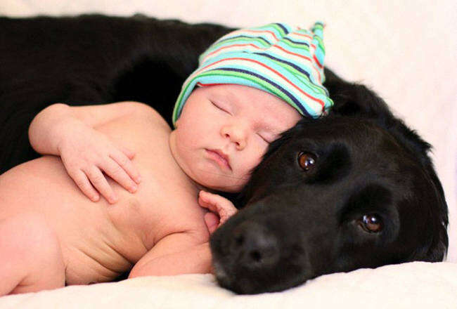 Veja belaas imagens de carinho entre cães e bebês
