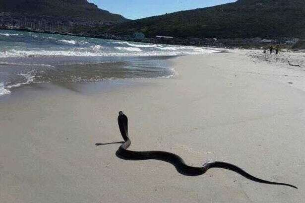 Cobra de mais de dois metros é flagrada em praia infestada de tubarões