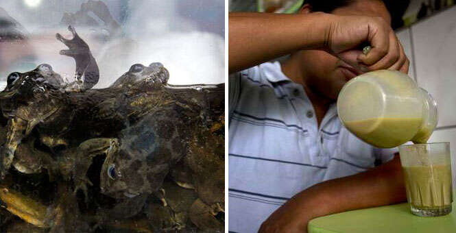 Peruanos trituram sapos e bebem líquido para curar doenças