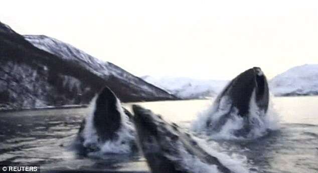 Pescadores capturam momento incrível em que baleias saltam ao lado de barco