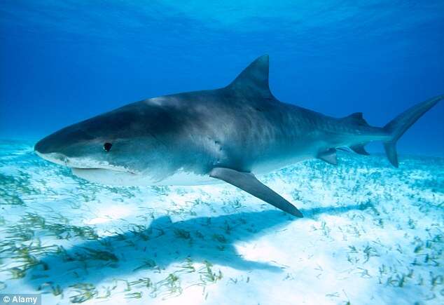 Pescadores encontram cabeça e perna humanas dentro de enorme tubarão capturado